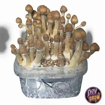 Red Boy Magic Mushroom...