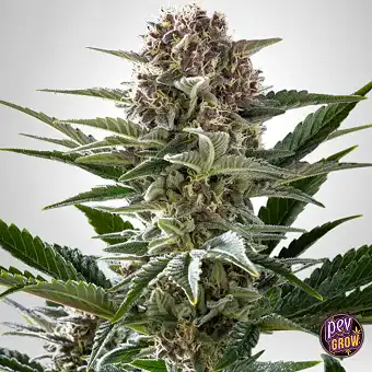 Pink Gelato feminiserte frø...