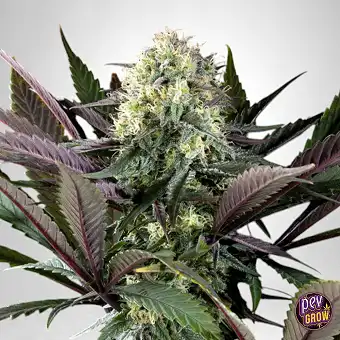 Apple Fritter Feminized...