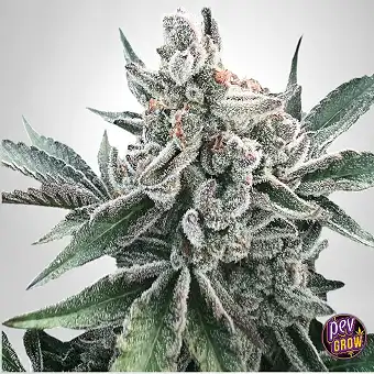 Polar Gelato Auto van...