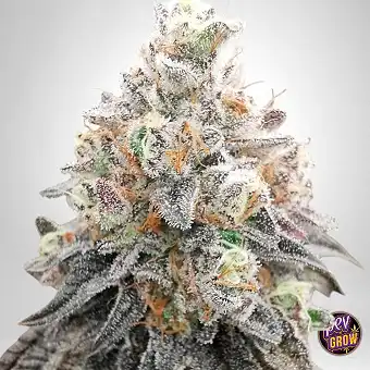 Polar Gelato de la...