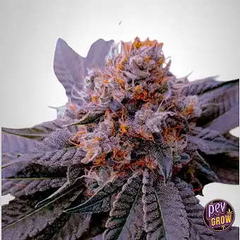 Silent Seeds'ten B-45 Dişi...