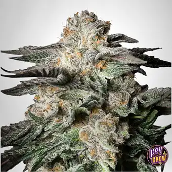 Sementes Feminizadas Mint...