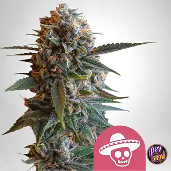 Mexican Rush Dişi Tohumlar...