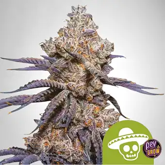 Mexican Rush Auto de la...