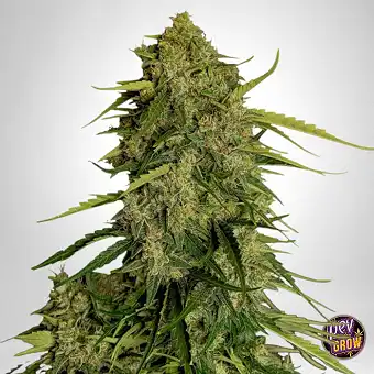 Auto Atlas CBD F1 av Royal...