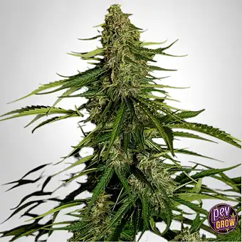 Auto Gaia F1 van Royal...