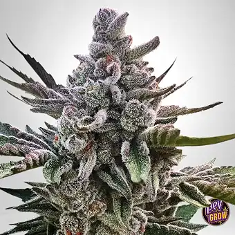 Açai Jelly Sherbinskis-en...