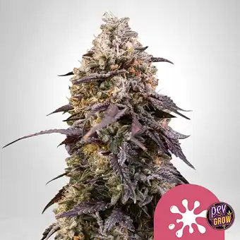 Sementes Feminizadas Sticky...