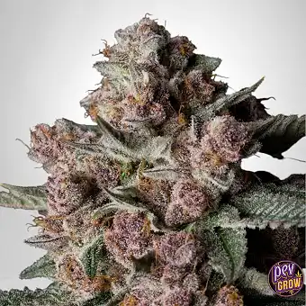 Sementes Feminizadas...