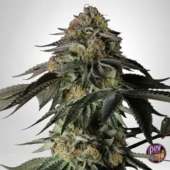 Rainbow Gas Feminized...