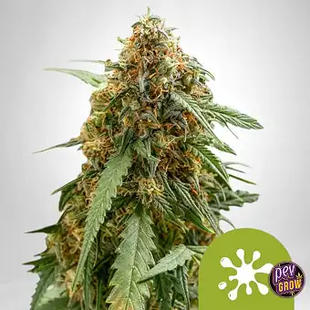 Auto Sticky Queen fra Royal...