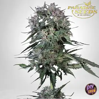 Doppler Paradise Seeds –...