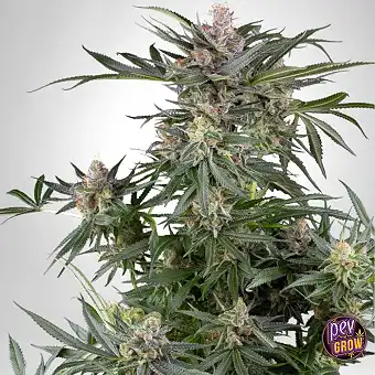 Dosimosa Feminized Frø –...