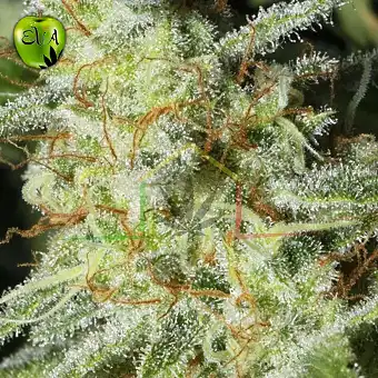 Monster CBD Eva Seeds –...