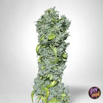 Semena Magic Tree Auto Eva...