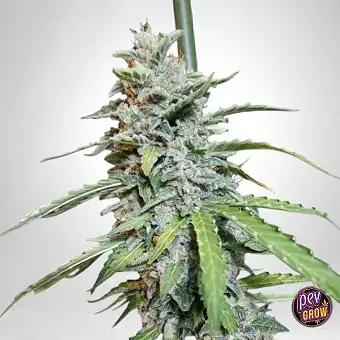 Super Watermelon Auto Eva...