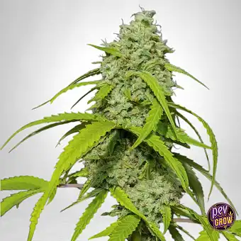 Orange Kush Auto-frön från...