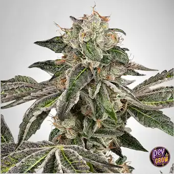 Runtz Auto White Label –...