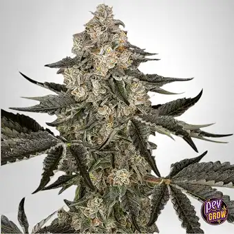 Sauvignon Blanc Auto Sensi...