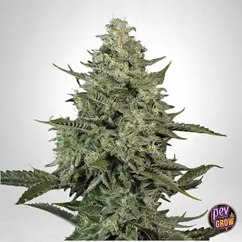 Mendo Crème de Paradise...