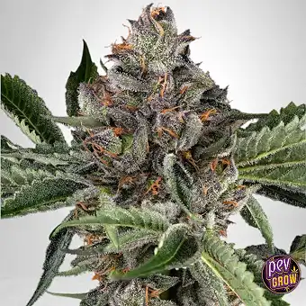 Semințe Feminizate Papaya...