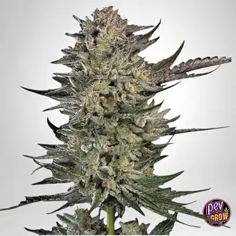 Candy Breath Paradise-frø –...