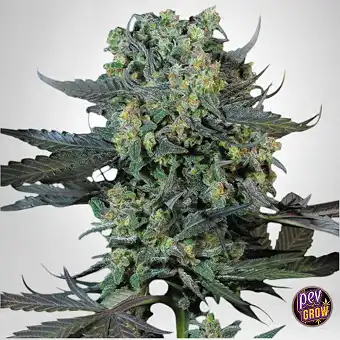 Momo Paradise Seeds –...