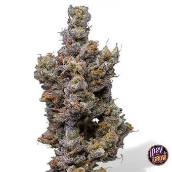 Peach Tea Cookies sieviešu...