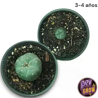 Cactus Peyote 3-4 años...