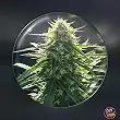 BioRelief CBD Medical Feminized Seeds