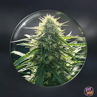 BioRelief CBD Medical Seeds femminilizzate