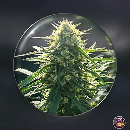BioRelief CBD Medical seeds Feminizada