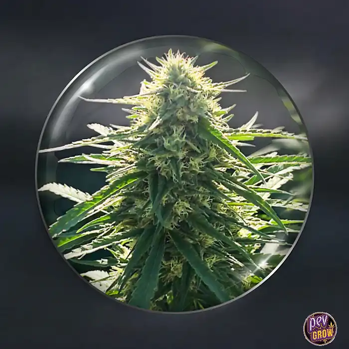 BioRelief CBD Medical Feminized Seeds