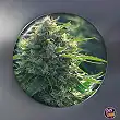 BioRelief CBD Medical Feminized Seeds