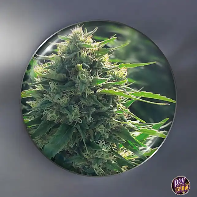 BioRelief CBD Medical Feminized Seeds