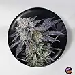 Mintzkittlez Feminized Medical Seeds