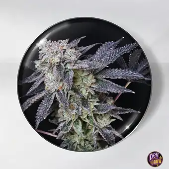 Mintzkittlez Feminized Medical Seeds