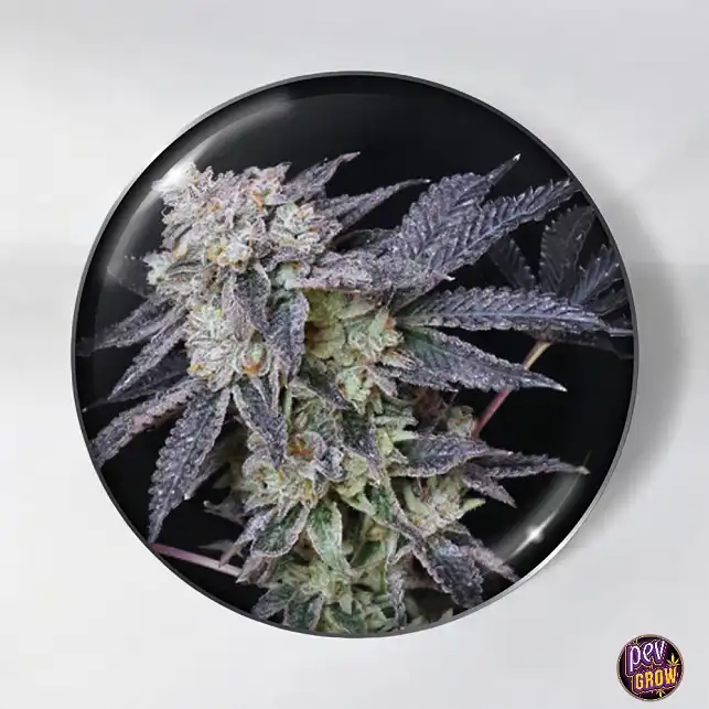 Mintzkittlez Medical seeds Feminizada Mintzkittlez Medical seeds Feminizada