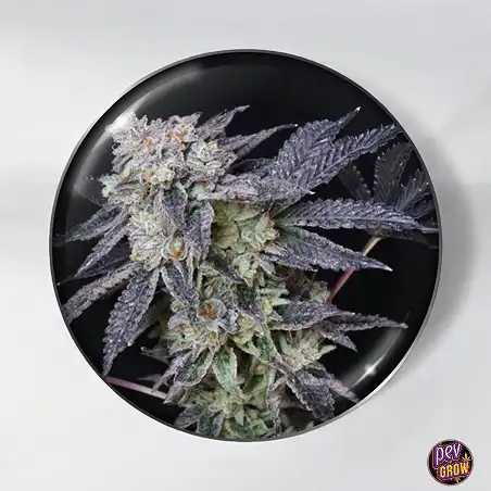 Mintzkittlez Feminized Medical Seeds