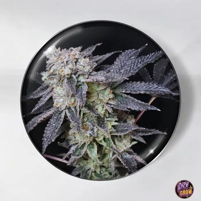 Mintzkittlez Medical seeds Feminizada