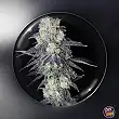 Mintzkittlez Feminized Medical Seeds