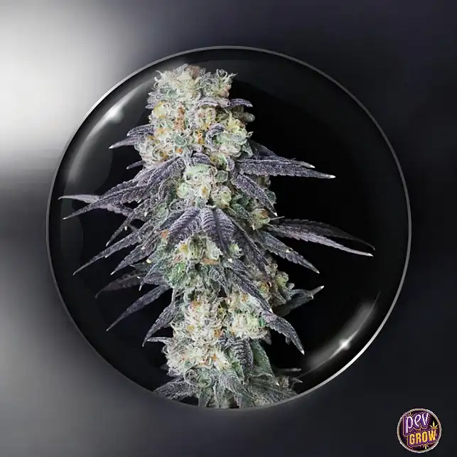 Mintzkittlez Medical seeds Feminizada