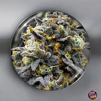 Medical Donuts Fem - Medical Seeds