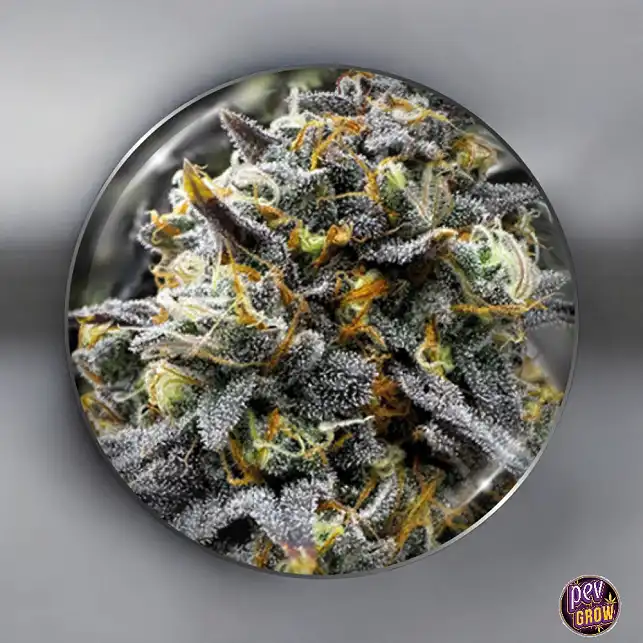 Medical Donuts Fem - Medical Seeds Medical Donuts Fem - Medical Seeds