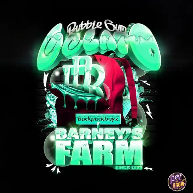 Bubblegum Gelato feminizada Barney's x Backpack Boyz Bubblegum Gelato feminizada Barney's x Backpack Boyz