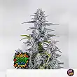 Super Boof Auto FastBuds Seeds