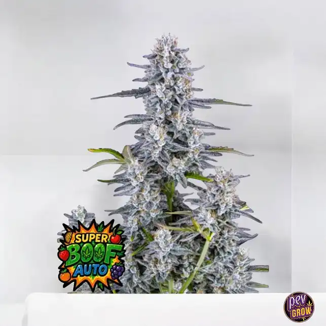 Super Boof Auto FastBuds Seeds Super Boof Auto FastBuds Seeds