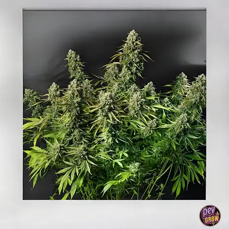 Auto MAC Dawg Silent Seeds