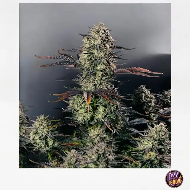 Auto Alien Gas Silent Seeds